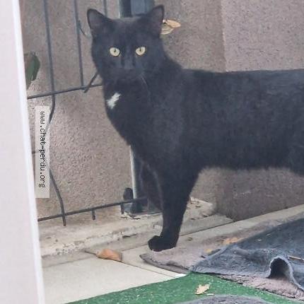 Photo 1/1 Found cat Found in Bagneux