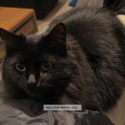 Photo 1/1 Choupette Chat lost in Bazemont