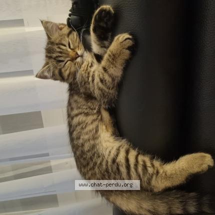 Foto 1/1 Wiedergefundene Katze Verloren in Prangins