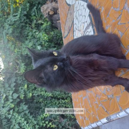 Photo 1/1 Kuro Chat lost in Banfield