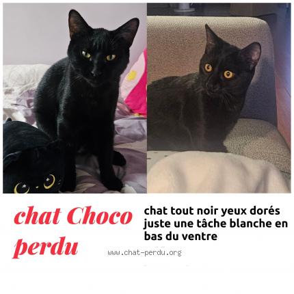 Photo 1/1 Choco Chat lost in Le teich