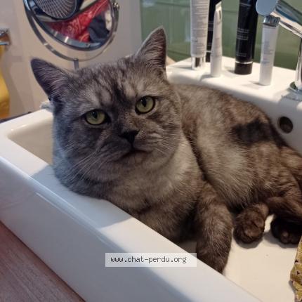 Photo 1/1 Fredo Chat lost in Ferrieres