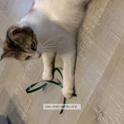 Foto 1/1 Kat teruggevonden Vermist in Fleurus