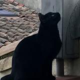 Picture of cat lost at Carcassonne