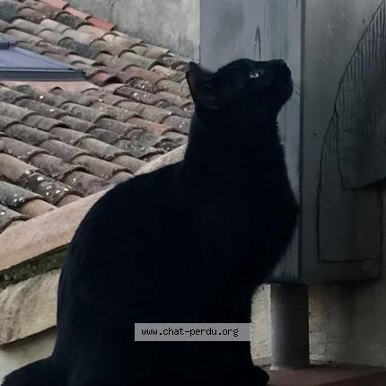 Photo 1/1 Minou Chat lost in Carcassonne