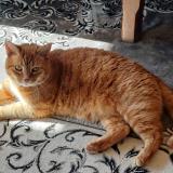 Picture of cat lost at Sauzet