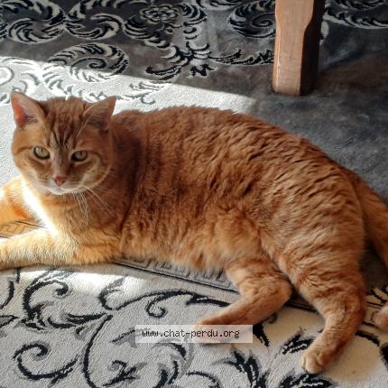 Photo 1/1 BELFAST Chat lost in Sauzet