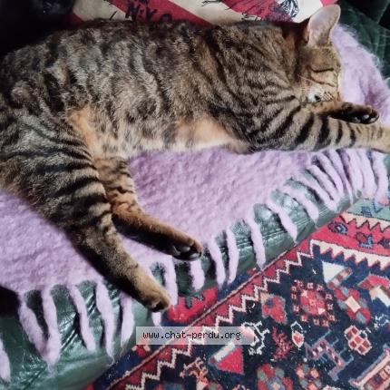 Photo 1/1 Nini Chat lost in Leves