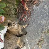 Picture of cat found at Villeneuve