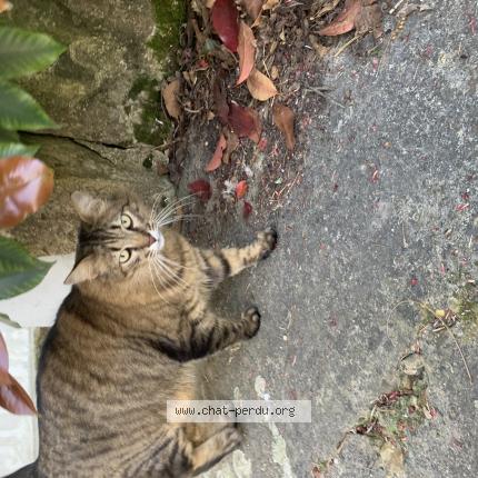 Photo 1/1 Found cat Found in Villeneuve