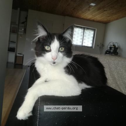 Photo 1/1 maga Chat lost in Feuchy