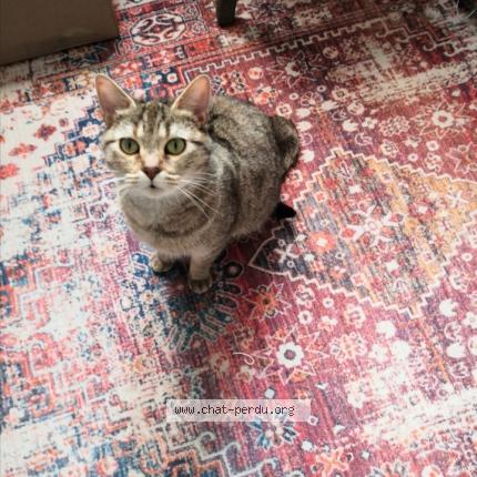 Photo 1/1 Found cat Found in Agny