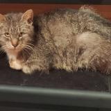 Picture of cat lost at Chastre