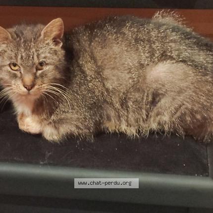 Photo 1/1 fifie Chat lost in Chastre