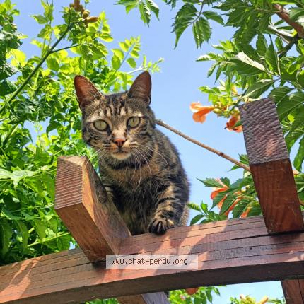 Photo 1/1 Ruby Chat lost in Leon