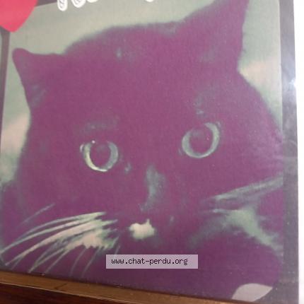 Photo 1/1 Kitty Chat lost in Colomiers