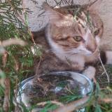 Picture of cat found at Le Petit Quevilly