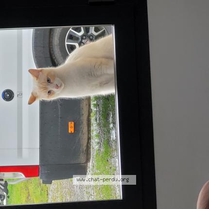 Photo 1/1 Mimi Chat lost in Goos