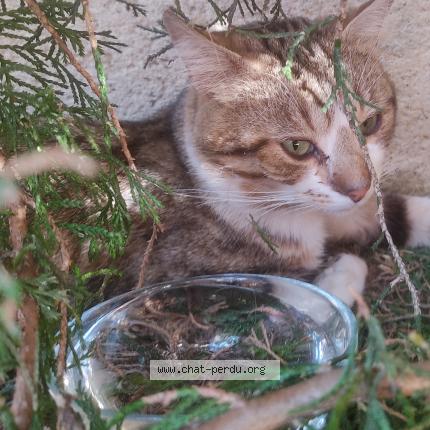 Photo 1/1 Found cat Found in Le petit quevilly