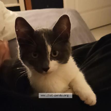 Photo 1/1 Bicha Chat lost in Noisy le grand