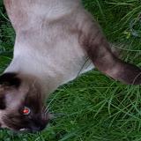 Picture of cat found at Juvisy Sur Orge