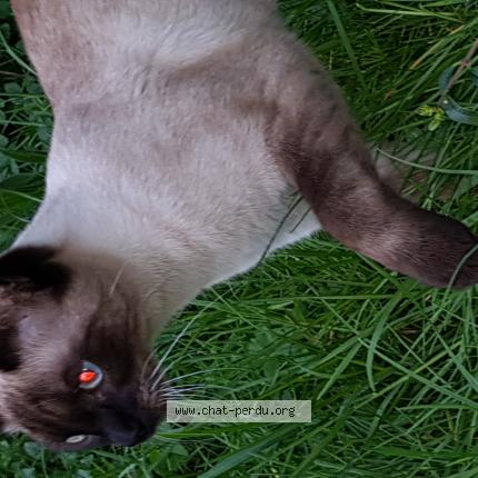 Photo 1/1 Found cat Found in Juvisy sur orge