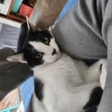 Picture of cat lost at Floirac