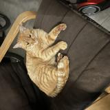 Picture of cat lost at Montauban