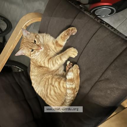 Photo 1/1 Minou Chat lost in Montauban