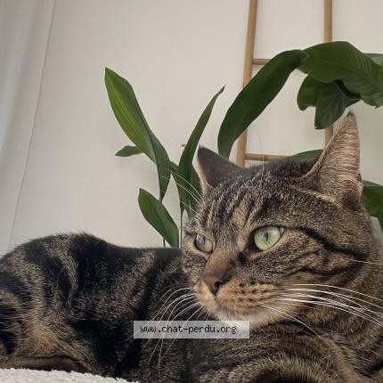 Photo 1/1 Peach Chat lost in Toulouse