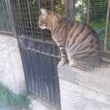 Picture of cat lost at Nice