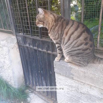 Photo 1/1 Cat reunited Lost in Nice