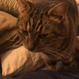 Picture of cat lost at Rognonas