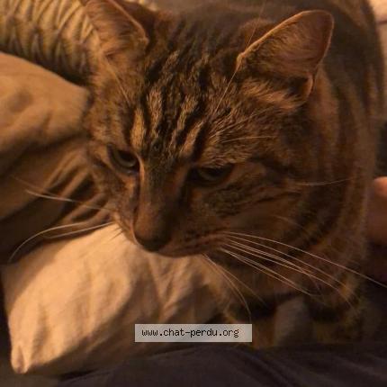 Photo 1/1 Popy Chat lost in Rognonas