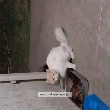 Photo 1/1 Found cat Found in Sauternes