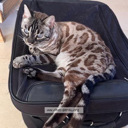 Photo 1/1 URuS Chat lost in Grasse