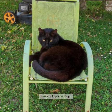 Photo 1/1 Balthazar Chat lost in Vayres