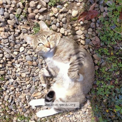 Photo 1/1 Mimi Chat lost in Bascons