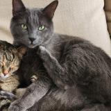 Picture of cat lost at Cuers