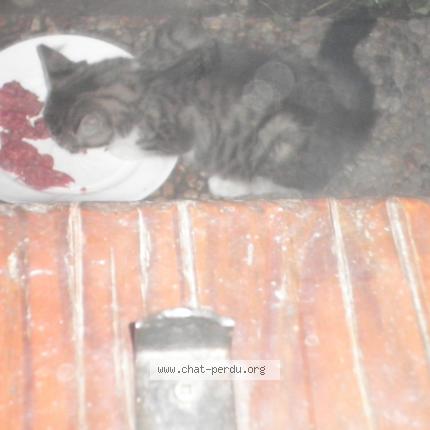 Photo 1/1 Titi Chat lost in Pontcharra