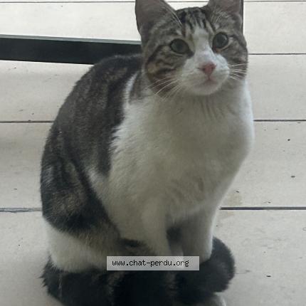 Foto van gevonden kat in Bruxelles