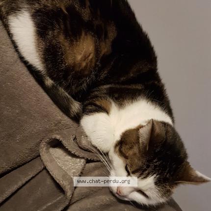 Photo 1/1 Louna Chat lost in Tongrinne