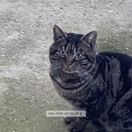 Photo 1/1 Found cat Found in Nanterre