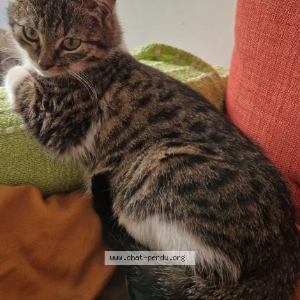 Photo 1/1 Rocky Chat lost in Riom