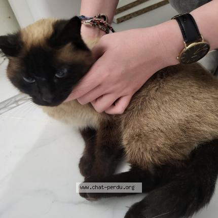 Photo 1/1 Found cat Found in Theix