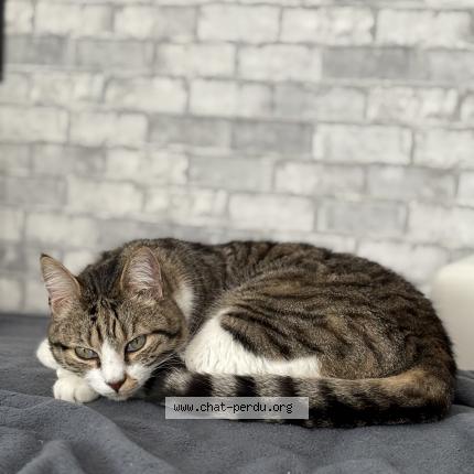 Photo 1/2 Nasko Chat lost in Mirecourt