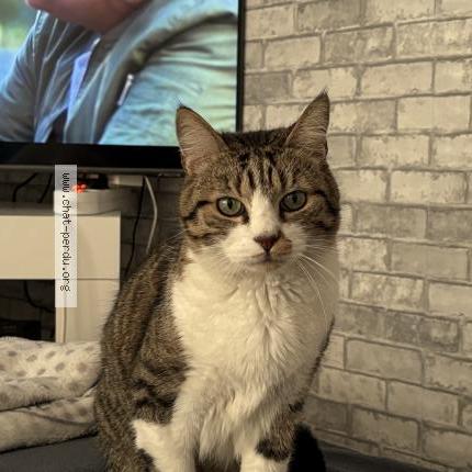 Photo 2/2 Nasko Chat lost in Mirecourt