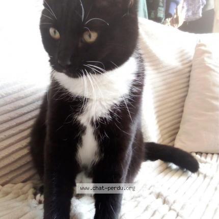 Photo 1/1 JOY Chat lost in Ixelles