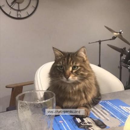 Photo 1/1 Tigrou Chat lost in Lure