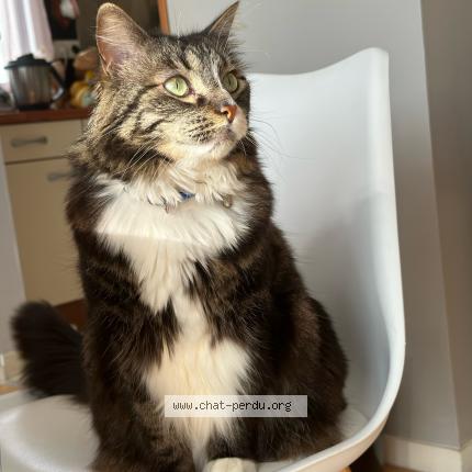 Photo 1/1 Papouille Chat lost in Sens de bretagne